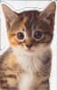 American Greetings Humor Get Well Care & Concern Greeting Card - Image 1 of 0