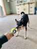 41508-Double Ring Dog Toy - Image 2 of 0