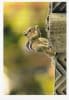 Wildlife Greeting Card - Image 1 of 0