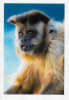 Wildlife Greeting Card - Image 1 of 0