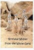 Wildlife Greeting Card - Image 1 of 0