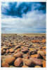 Wildlife Greeting Card - Image 1 of 0