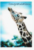 Wildlife Greeting Card - Image 1 of 0