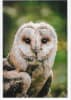 Wildlife Greeting Card - Image 1 of 0