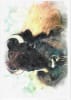 Wildlife Greeting Card - Image 1 of 0