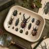 Victorian Beetle Cabinet Metal Tray - Image 5 of 0