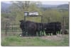3-D Cattle Equipment, LLC - Image 1 of 0
