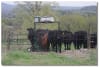3-D Cattle Equipment, LLC - Image 4 of 0
