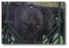 3-D Cattle Equipment, LLC - Image 5 of 0