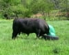 AmeriAg Mineral Feeder - Image 4 of 0