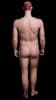 Realistic big chest male mannequin made of fiberglass with molded hair and a metal base for retail clothing displays. - Image 3 of 0