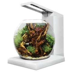 Fluval LIV Microscaping Aquarium Kit, White 6 L
