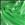 Lime/Mint