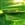 Lime/Chartreuse