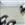 Penguins on Gray