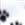 Black Paws on White