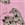 Pups on Pink