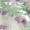 Grape vine