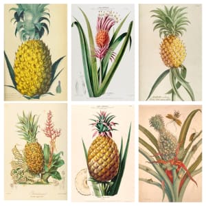 Vintage Pineapple Botanical Mini Matchbox