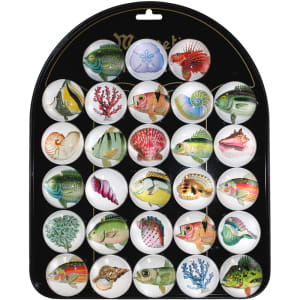Fish & Shells Magnet Display