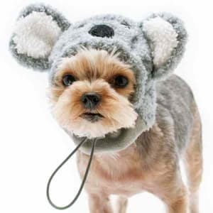 Koala Bear Dog Halloween Costume