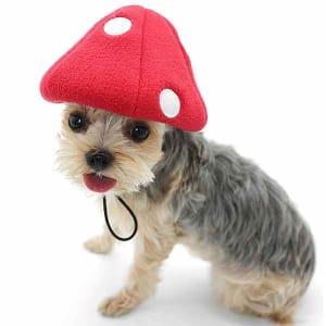 Mushroom Hat Dog Costume