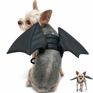 Bat Wings Halloween Dog Costume