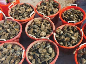 Oysters Bushel Virginia