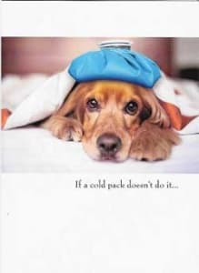 Pkt #3-933-Humor Get Well