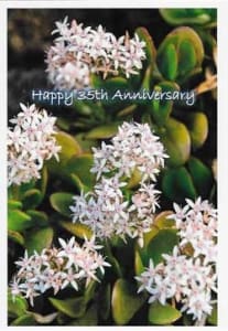A-Line Greetings 35th Anniversary