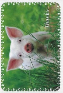 Pre-priced Thank You Cards, Value Priced Thank You Cards