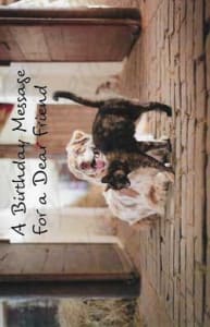 Pre-priced Friend Birthday Cards, Value Priced Friend Birthday Cards