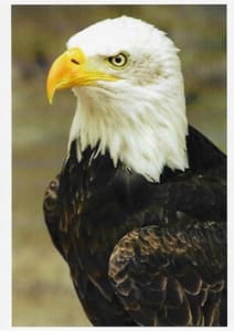 Wildlife Greeting Card