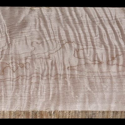 Single Piece Curly Maple Blank - 23" x 13" x 13/16" - $165.00