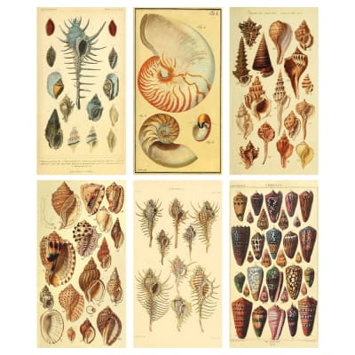 Vintage Shells Large Matchbox