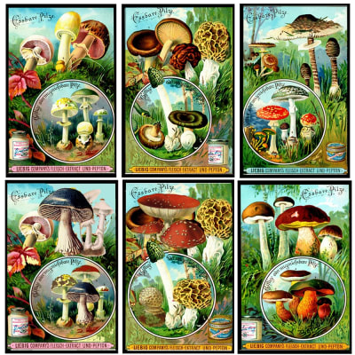 Vintage Mushroom Extract Label Mini Matchbox