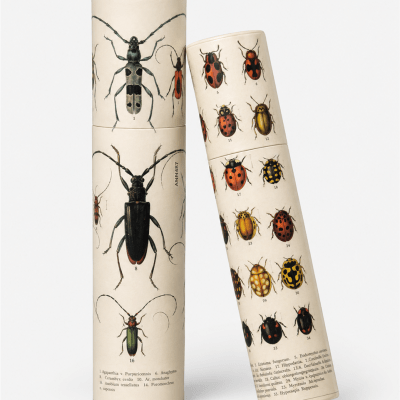Vintage Insect Illustration Lrg Tube 12Pk