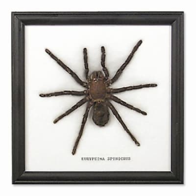 Single Large Spider Frame