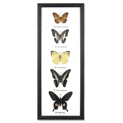 Butterfly Specimens Framed