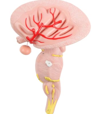 Recurring Brain Stems