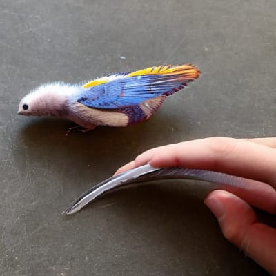 Pentarhyncho crassus