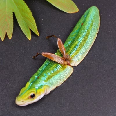 Triticum spelta