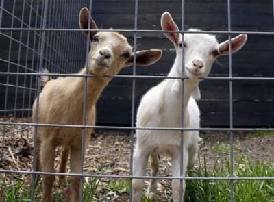 Organic Goat Feed 14%