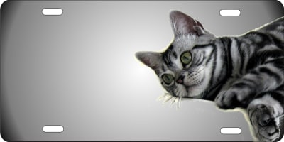 American shorthair cat  personalized novelty license plate