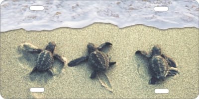 baby sea turtles hatching personalized novelty license plate Custom License Plates, Personalized License Plates, Decorative License Plates, Front License Plates, Car Tags, airbrush
