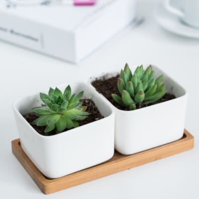 Succulents Planters