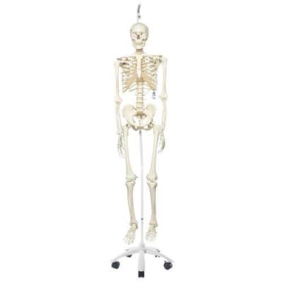 Human Skeleton Model Stan With 3B Smart Anatomy
