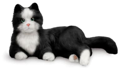 Companion Pet Cat -  Tuxedo