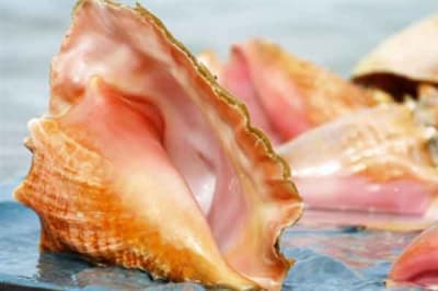 photo of Conch