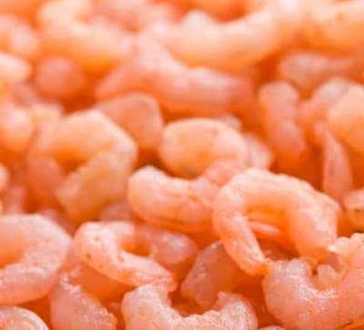 photo of Rock Shrimp